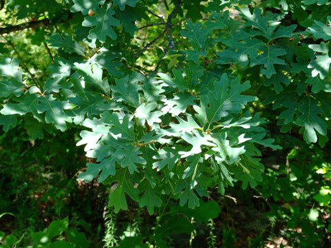 Lobed oak leaves in sunlight